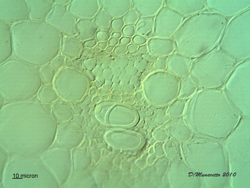 Puccinia Graminis